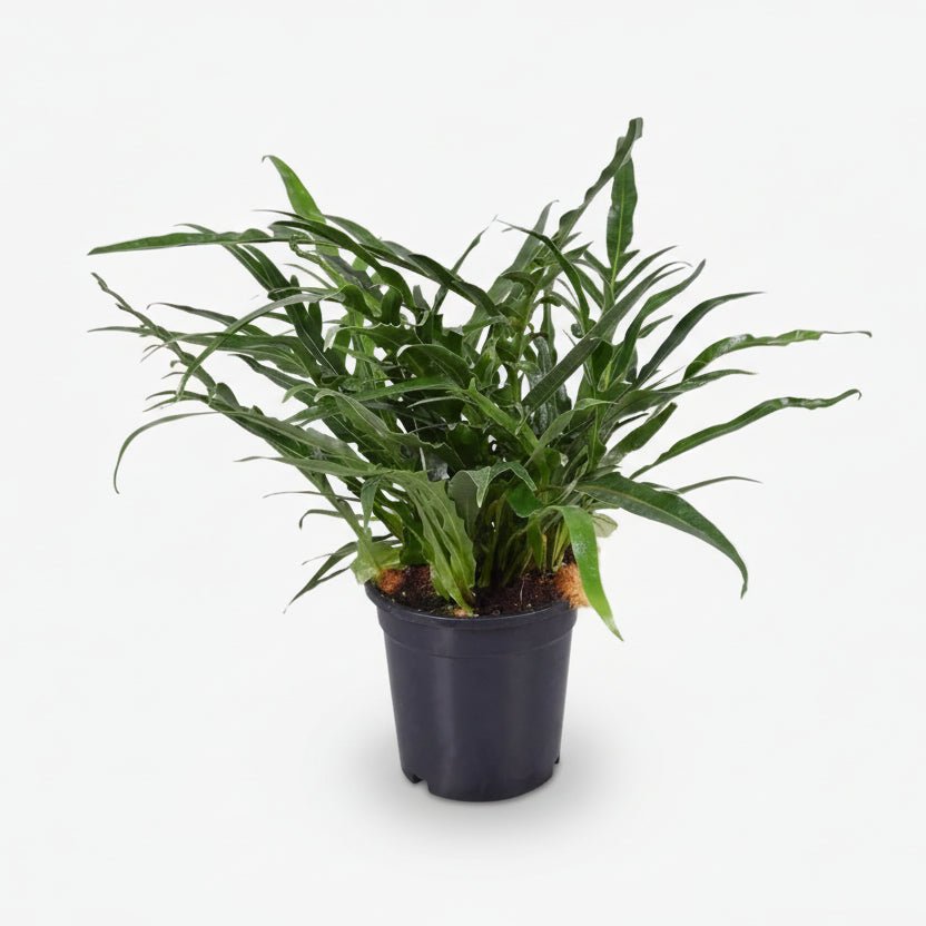 Aglaomorpha Coronans — Helecho epífito - Verdeia - 1