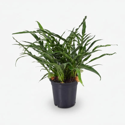 Aglaomorpha Coronans — Helecho epífito - Verdeia - 1