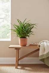 Aglaomorpha Coronans — Helecho epífito - Verdeia - 4