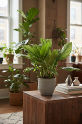 Aglaonema B.J. Freedman — Ø24 cm — H70 cm - Verdeia - 5