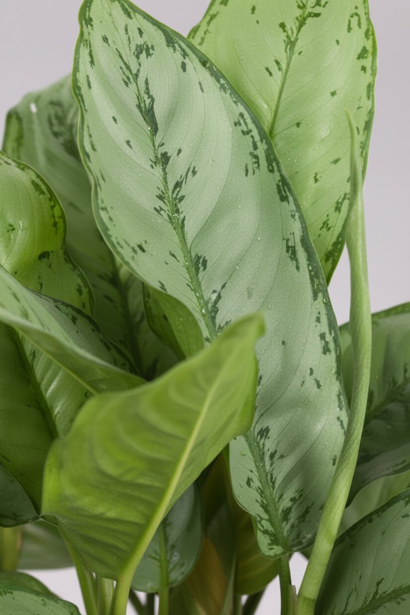 Aglaonema B.J. Freedman — Ø24 cm — H70 cm - Verdeia - 2