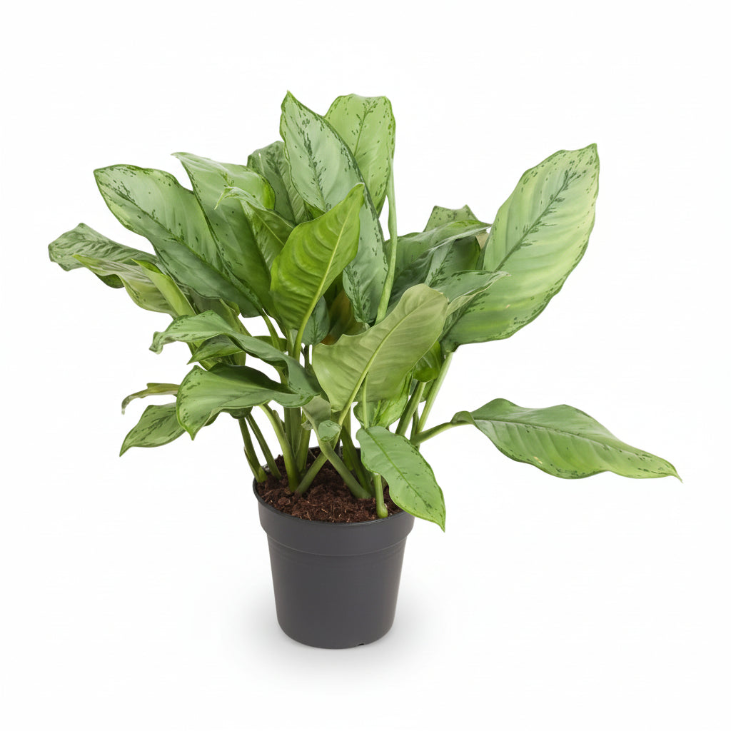 aglaonema vs spathiphyllum Aglaonema 'B.J. Freedman' — Large Format Graphic Aglaonema