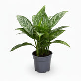 Aglaonema Green Lady — Planta china en su maceta gris sobre fondo blanco