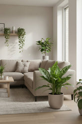 Aglaonema Green Lady — Planta china en la sala junto al sofá gris