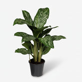 Aglaonema Greenlight — Ø17 cm — H60 cm - Verdeia - 1