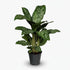 Aglaonema Greenlight — Ø17 cm — H60 cm - Verdeia