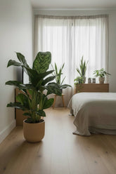 Aglaonema Greenlight — Ø17 cm — H60 cm - Verdeia - 4