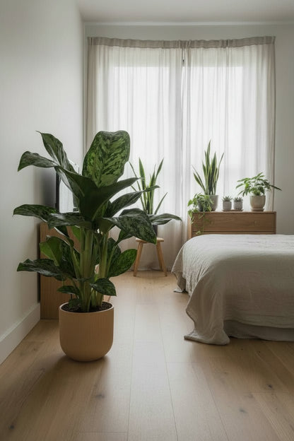 Aglaonema Greenlight — Ø17 cm — H60 cm - Verdeia - 4