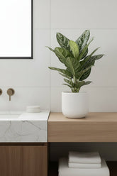 planta aglaonema jungle silver en su maceta blanca colocada en un baño elegante