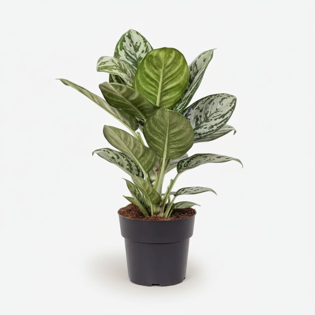 planta aglaonema jungle silver en su maceta negra sobre fondo blanco