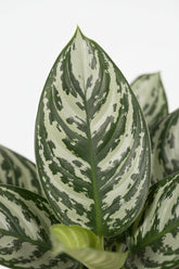 primer plano de la hoja decorada de la planta aglaonema jungle silver