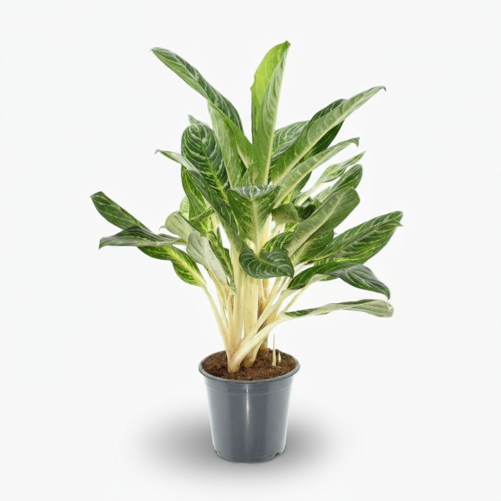 Aglaonema ‘Keylime’ – Ø17cm – ↕60cm - Verdeia