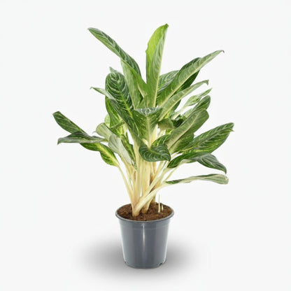 Aglaonema ‘Keylime’ – Ø17cm – ↕60cm - Verdeia