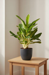Aglaonema &