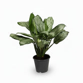 Aglaonema Maria Christina (Plante chinoise) - H40 cm | Pot Ø14 cm - Verdeia - 1