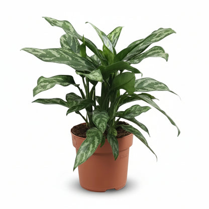 Aglaonema Maria (Chinese Plant) - Verdeia - 6