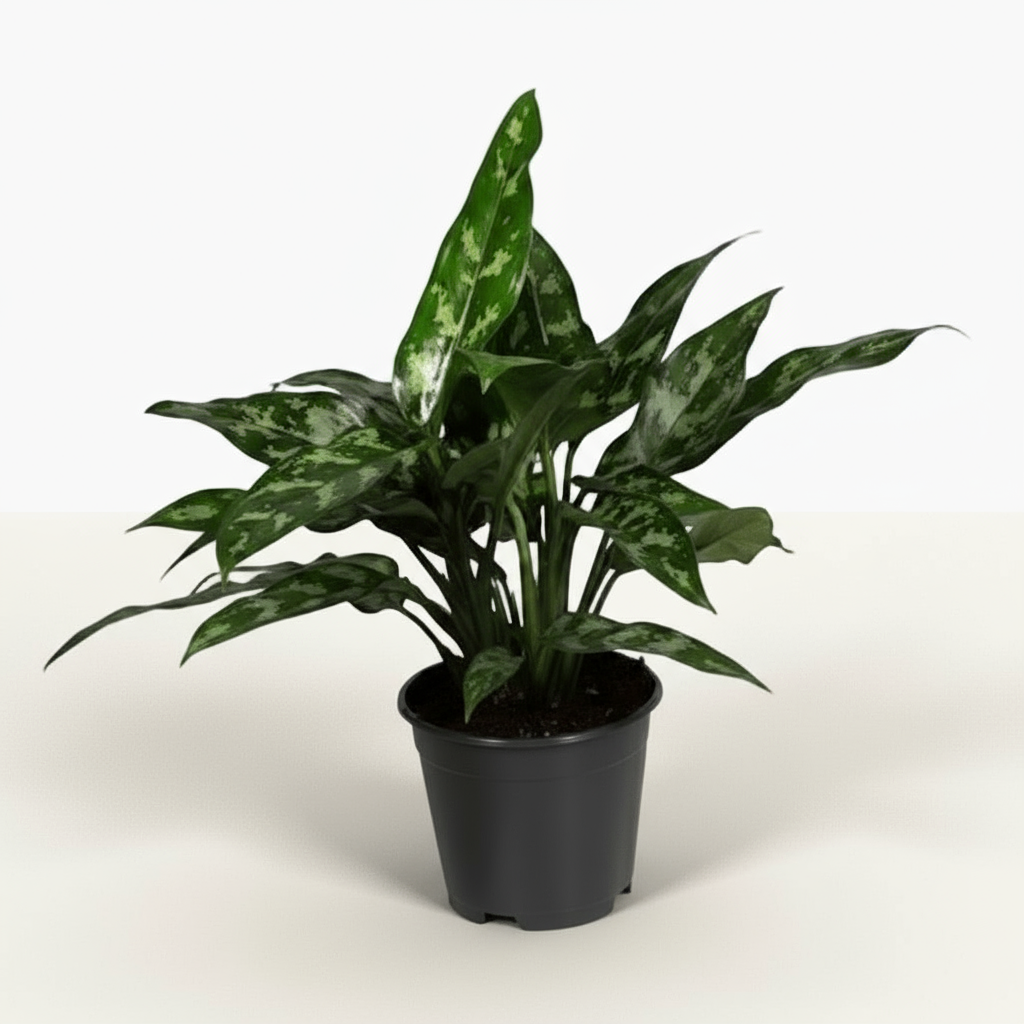 Aglaonema Maria – Plante tropicale d’intérieur aux reflets argentés - Verdeia