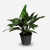 Aglaonema Maria — Aglaonema plateado — Ø14 cm — H40 cm - Verdeia - 1
