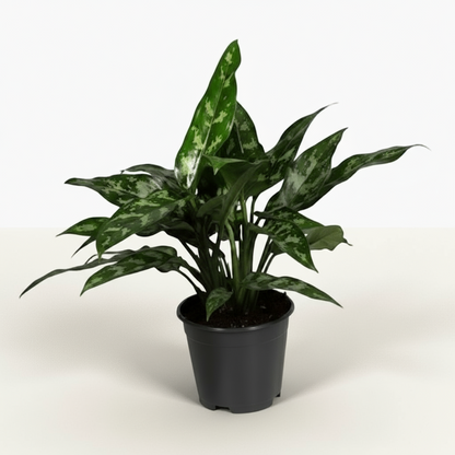 Aglaonema Maria – Plante tropicale d’intérieur aux reflets argentés - Verdeia