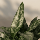 Aglaonema Maria — Aglaonema plateado — Ø14 cm — H40 cm - Verdeia - 2