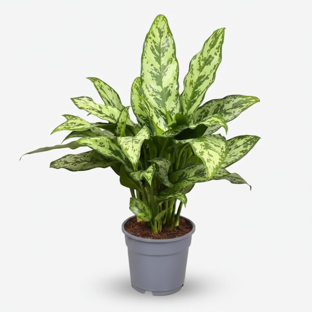 Aglaonema Romeo — Planta chinesa — Ø17 cm — H60 cm - Verdeia - 1