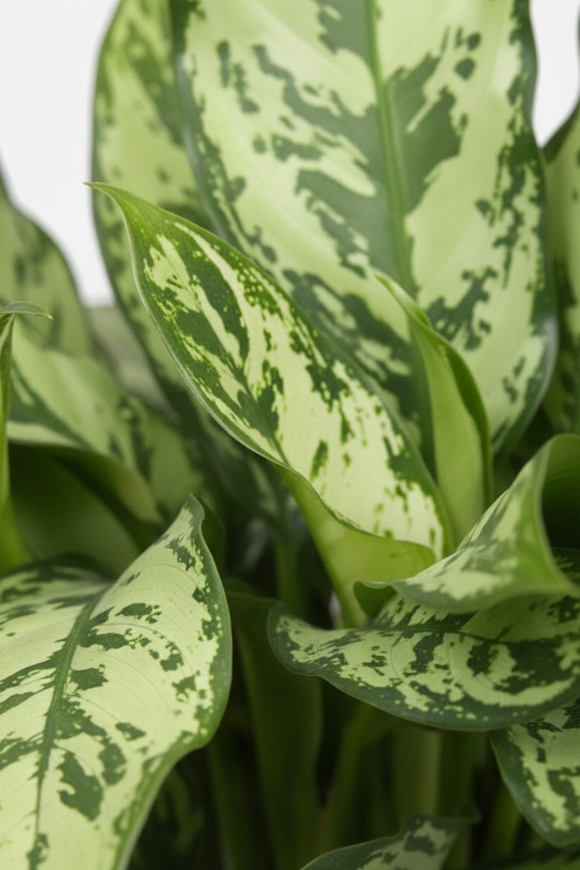 Aglaonema Romeo — Planta chinesa — Ø17 cm — H60 cm - Verdeia - 2