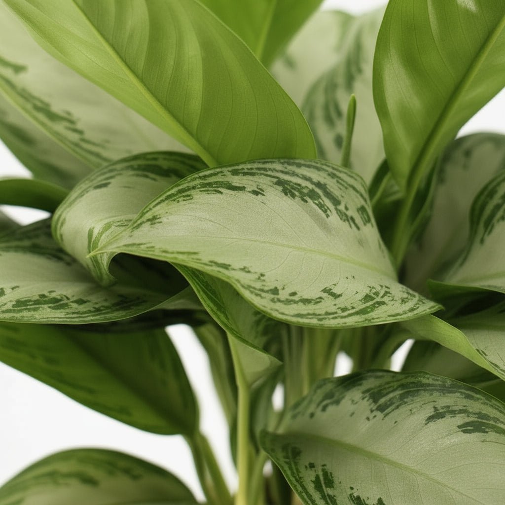 Aglaonema Silver Bay — Chinese kamerplant — Chinese groenblijvende plant - Verdeia - 2