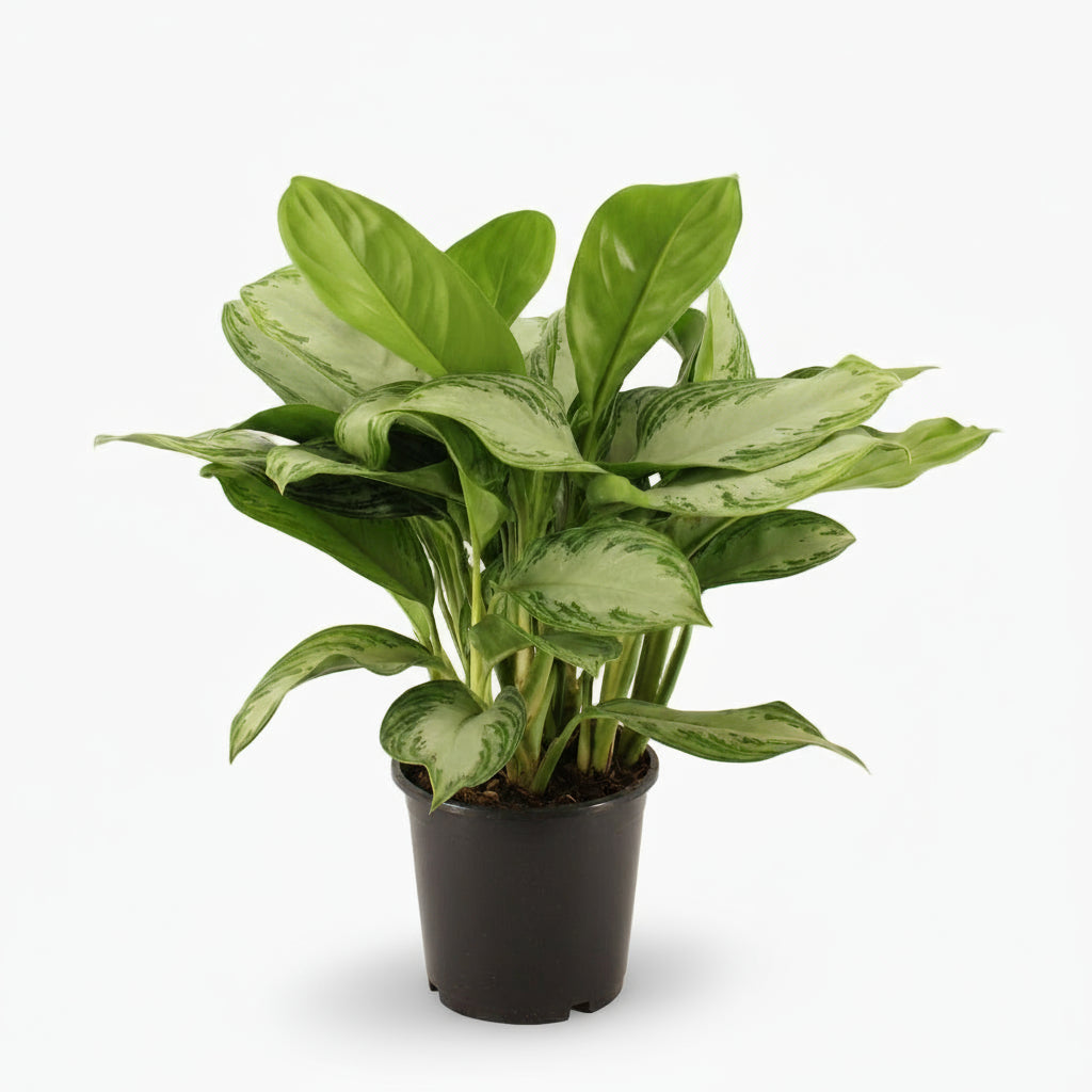 Aglaonema Silver Bay – Chinese Evergreen – Plante tropicale d’intérieur - Verdeia