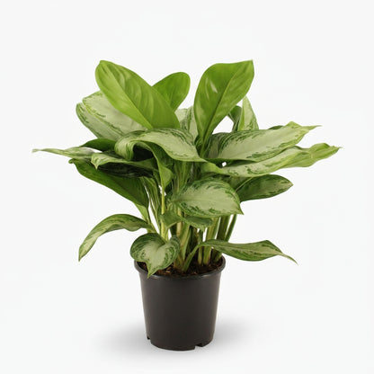 Aglaonema Silver Bay – Chinese Evergreen – Plante tropicale d’intérieur - Verdeia