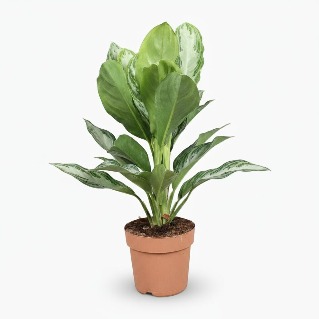 Aglaonema Silver Bay – Chinese Evergreen – Plante tropicale d’intérieur - Verdeia
