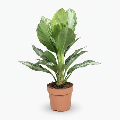 Aglaonema Silver Bay – Chinese Evergreen – Plante tropicale d’intérieur - Verdeia