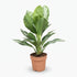 Aglaonema Silver Bay – Chinese Evergreen – Plante tropicale d’intérieur - Verdeia