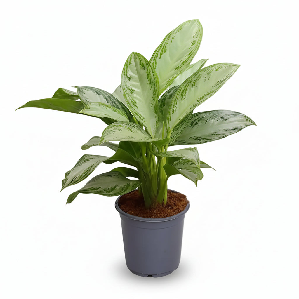 Aglaonema Silver Bay — Planta chinesa — Sempre-verde-chinês - Verdeia - 6