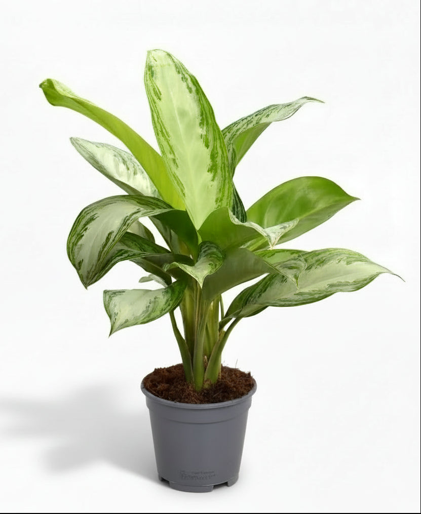 Aglaonema Silver Bay — Planta china — Evergreen chino - Verdeia - 1