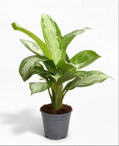 Aglaonema Silver Bay — Planta china — Evergreen chino - Verdeia - 1