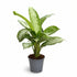Aglaonema Silver Bay — Plante chinoise — Chinese Evergreen - Verdeia - 1