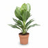 Aglaonema Silver Bay — Čínská rostlina — Čínský vždyzelený - Verdeia - 5