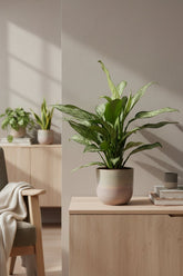 Aglaonema Silver Queen — Planta china — Ø14 cm — H45 cm - Verdeia - 4