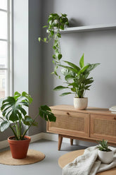 Aglaonema &