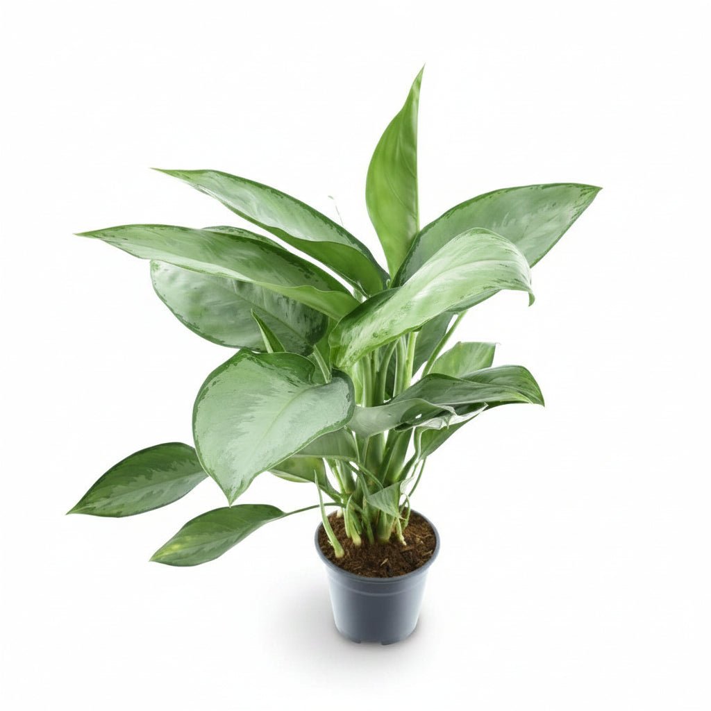 Aglaonema &