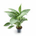 Aglaonema &