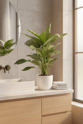 Aglaonema &