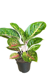 Aglaonema Spring Red (Plante chinoise) - H60 cm | Pot Ø19 cm - Verdeia - 5