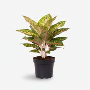 aglaonema rosa cura Aglaonema Spring Red — Pianta cinese colorata