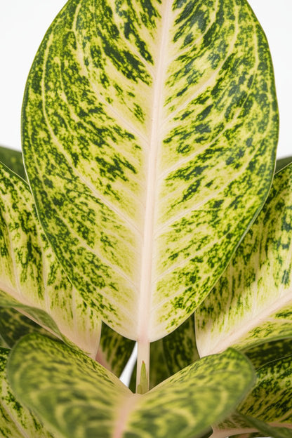 primer plano de las hojas del Aglaonema Spring Red, planta china