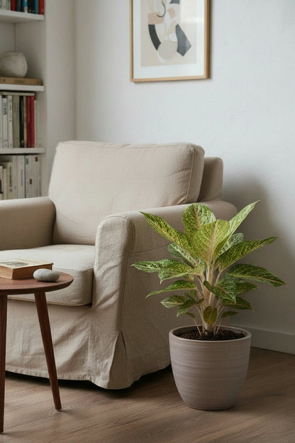 Aglaonema Spring Red, planta china en el suelo junto al sillón