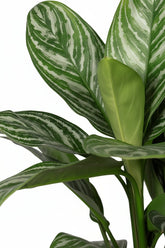 Aglaonema &