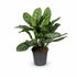 Aglaonema &