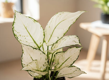 Aglaonema White Joy - 12 x 35 cm - Verdeia