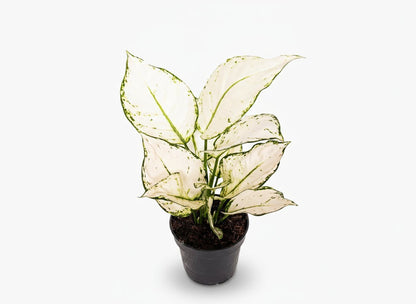 Aglaonema White Joy - 12 x 35 cm - Verdeia